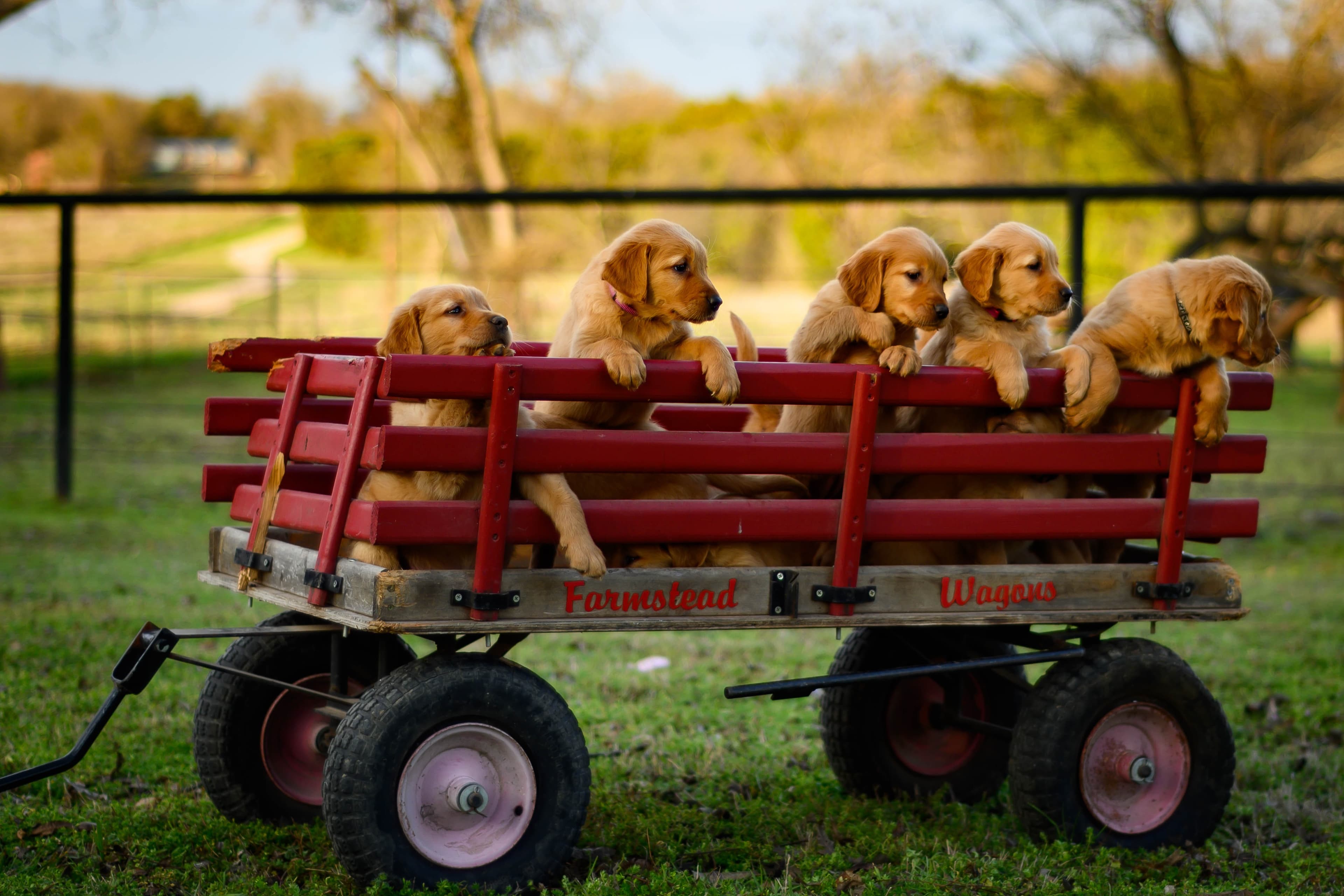 Welpen - Hundetraining für Welpen-Kurs bei den Hundefreunden Herzogenrath